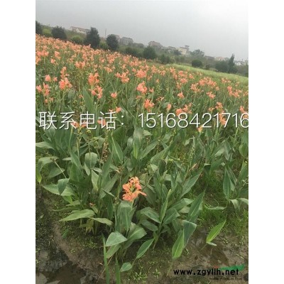 供应浙江石菖蒲