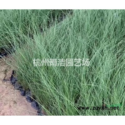 供应水鳖报价/浙江水鳖报价