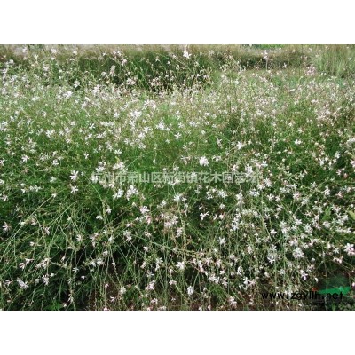 供应浙江纸莎草