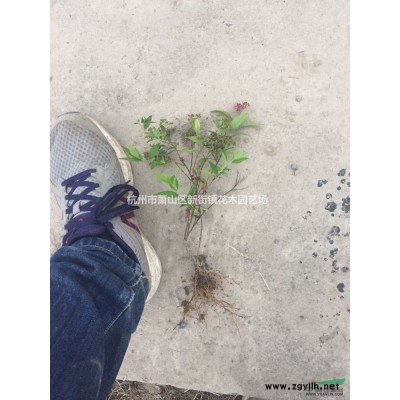 供应浙江地被菊