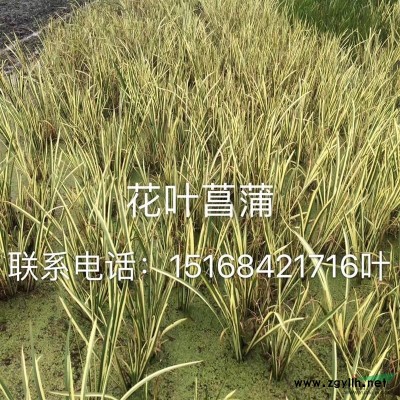 供应虎耳草、石荷叶、金线吊芙蓉、老虎耳、金丝荷叶、耳朵红