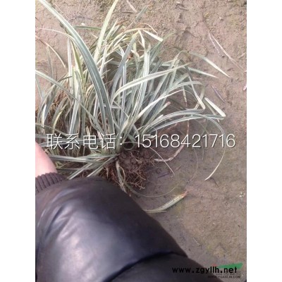 大花月季 、香水月季、壮花月季、观赏月季