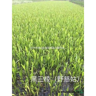 葱兰 红花葱兰 韭兰 矮麦冬