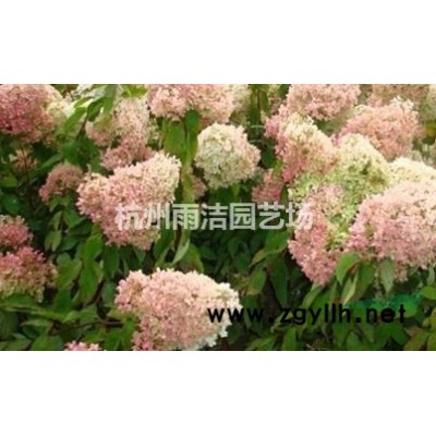 金叶苔草 金丝苔草 金边麦冬 金叶石菖蒲