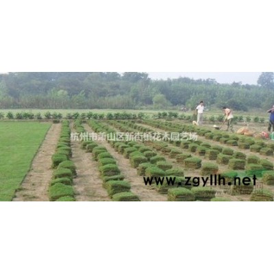 大量出售水生美人蕉 黄花 粉花美人蕉 绿化。哪家水生植物价低