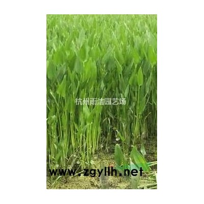 大量供应八角金盘 地栽 盆栽 价低