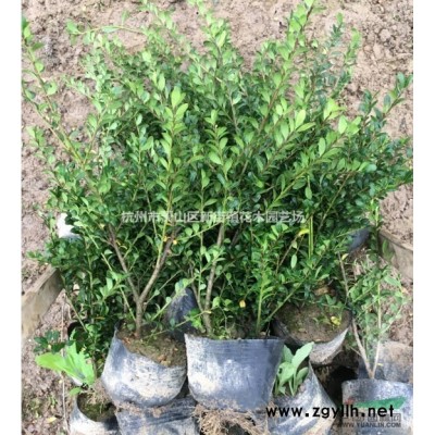 供应高脚茶梅 进来看看 *对有您想要的