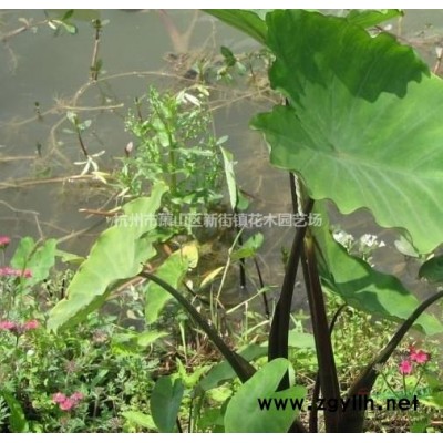 低价供应法国冬青法青 青珊瑚2米以上 现货供应