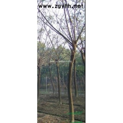 低价供应金叶复叶槭 银叶槭 红叶复叶槭 绿叶复叶槭等