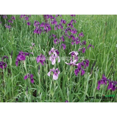 大量供应榉树 15公分榉树 红榉 欢迎随时联系，谢谢！