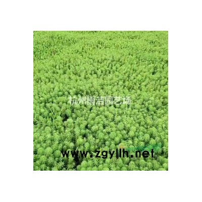 常年供应14公分红榉、14公分红榉树、榉树常年供应！欢迎联系