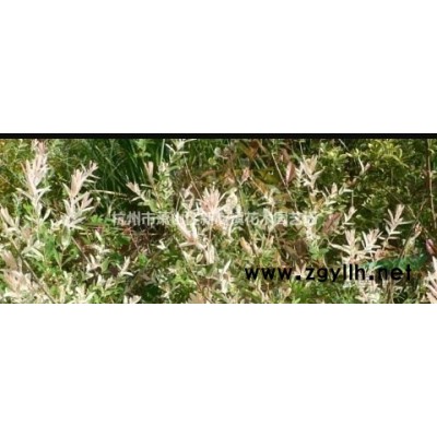 低价供应榉树，红榉树5公分 供应 价格实惠，欢迎随时联系！