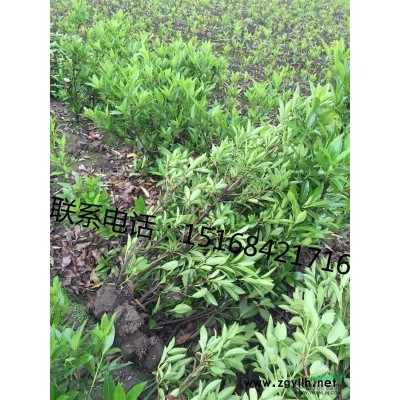 常年供应水生植物 香根草。常年供应各类水生植物，低价热销中