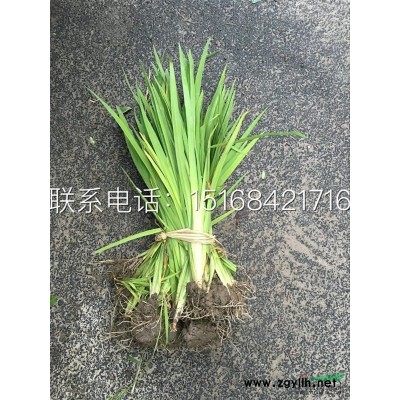 供应优质的花叶菖蒲，九节菖蒲，随手香