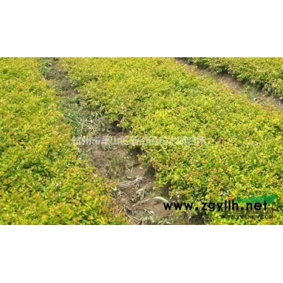 紫金牛，小青、矮茶、短脚三郎，不出林