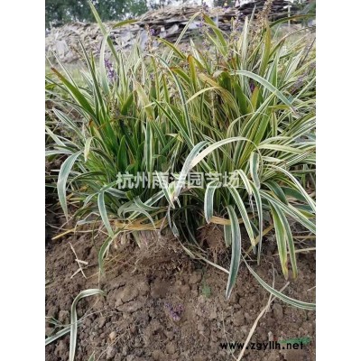 各种水生植物，雨久花，蓝花菜，浮蔷