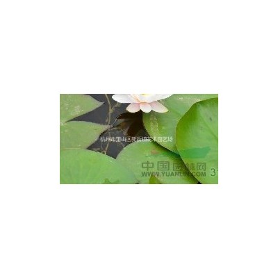 各种水生植物，水芹、水英、细本山芹菜、牛草、楚葵、刀芹