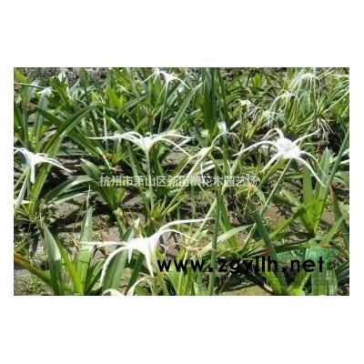 芡实、鸡头米、鸡头苞、鸡头莲