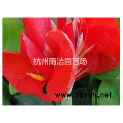 矾根 盆栽花苗 观叶植物多色多年生彩叶草花卉 小小苗耐寒植物