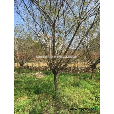 常年热销红花醡浆草 炸酱草 数量足把字打 欢迎随时订购