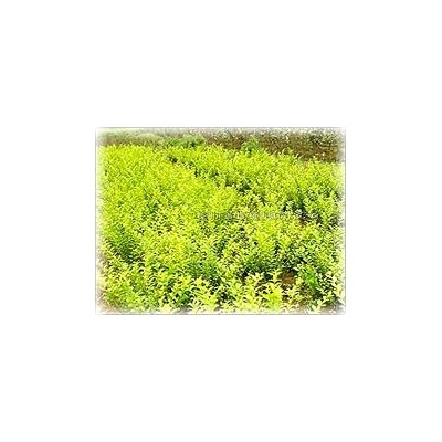 常年批发大叶无风草 大无风草 麦冬草 欢迎随时来电联系