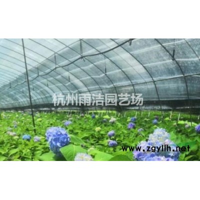 *物流配送 专业供应各类草花水生植物 品种*价低黄菖蒲