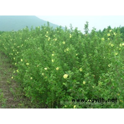 大量供应大叶吴凤草盆栽地栽