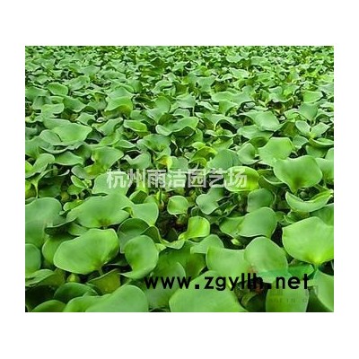 大量供应虎耳草 **专业的水生植物草花供应商 欢迎随时联系