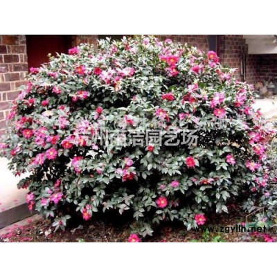 大量供应兰花三七 玉簪 各类草花水生植物，欢迎随时联系