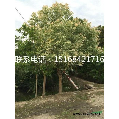 大量供应水生鸢尾、美人蕉、旱伞草（水竹）