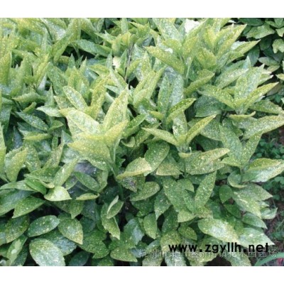 大量供应各类果树 蜜桔树 柿子树 香泡树等