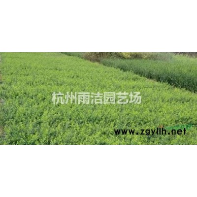 火焰南天竹供应 南天竹供应 低价热销中