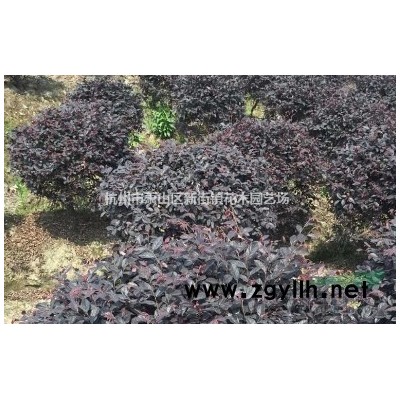 落羽杉供应 各公分落羽杉 池衫水杉等，欢迎随时联系，谢谢！