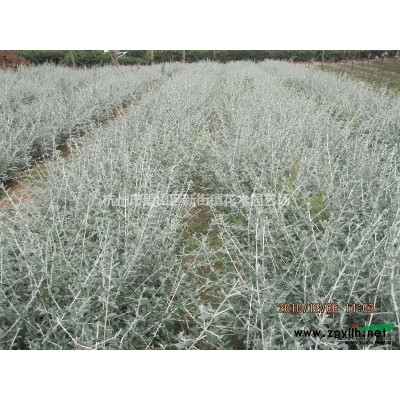 全年供应榉树、红榉、13公分红榉树！低价供应，保证质量！