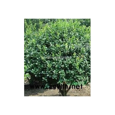 杭州地区专业供应红榉树9公分，榉树9公分。价格实惠，欢迎联系