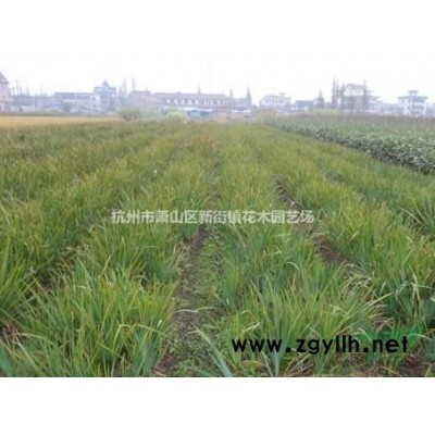 供应造型金边黄杨，样子美丽 价格实惠，欢迎随时联系！