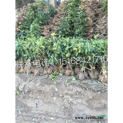 现货供应茶梅色块 毛球 盆栽 低价热销中，欢迎联系！