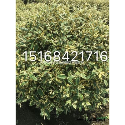 大量供应精品紫玉兰 欢迎联系