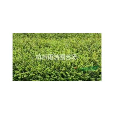 承接各种庭院绿化设计，大量供应紫藤