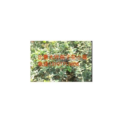 供应雨久花供应/雨久花图片