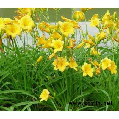 供应浙江水葱介绍