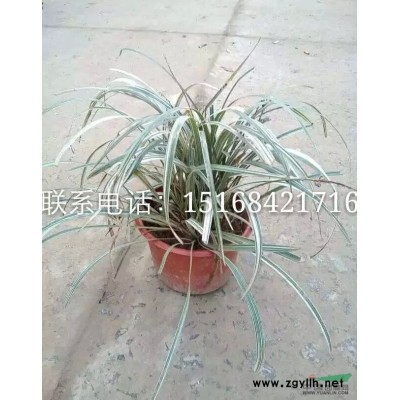 供应紫芋图片\紫芋报价