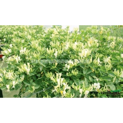 供应睡莲，子午莲、水芹花