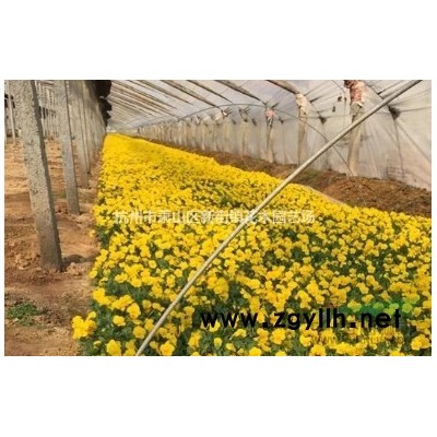 各种水生植物，灯芯草、蔺草、龙须草、野席草、马棕根