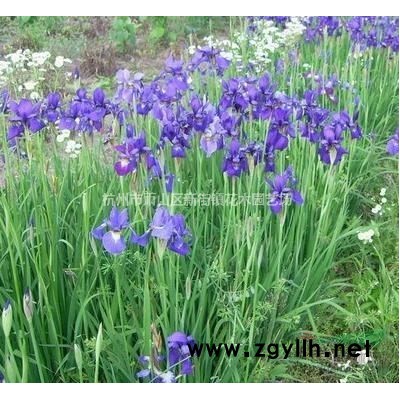 多肉植物包邮|含盆送土肉肉植物绿植盆栽仙人球组合防辐射