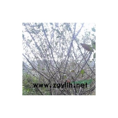 浙江哪家做草花水生植物的*专业 *好 *低价 萍逢草 萍风草