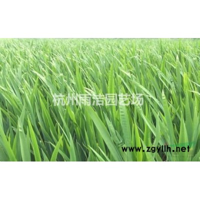 大量低价热销兰花三七、石蒜、玉簪、马鞭草，价低