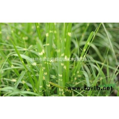 大量供应各规格果树 橘子树 枇杷树 香泡树等