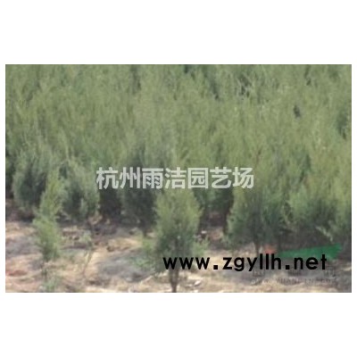 低价供应各类月季苗 树状月季 丰花月季等