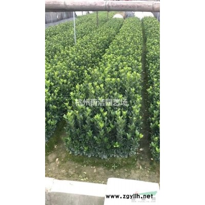 常年供应落羽杉3公分 3公分以上 2-25公分